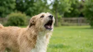 Cane di taglia media che abbaia all'aperto in un giardino verde